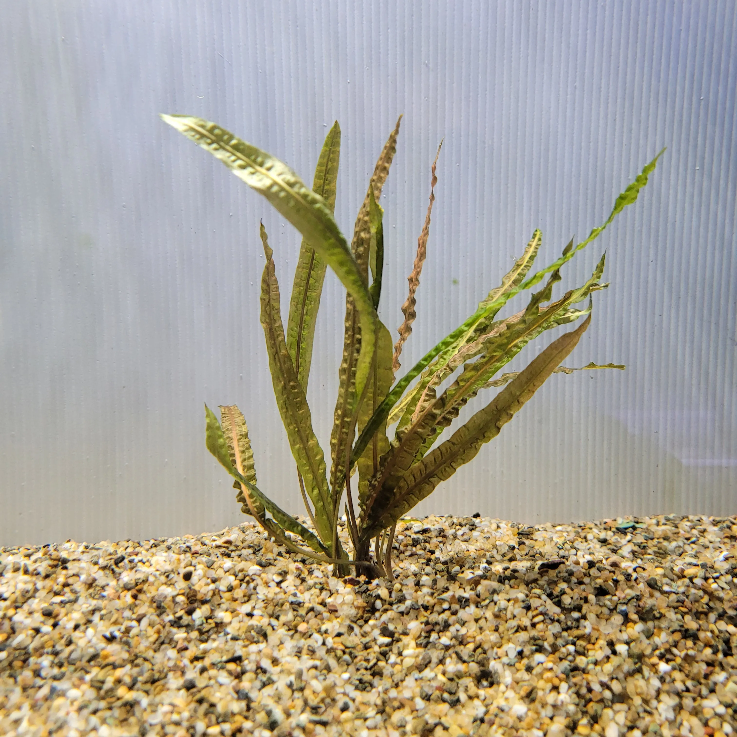 Bunch Plant - Cryptocoryne balansae