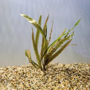 Bunch Plant - Cryptocoryne balansae